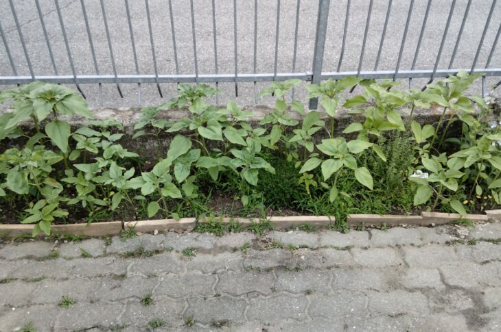 Erbe officinali